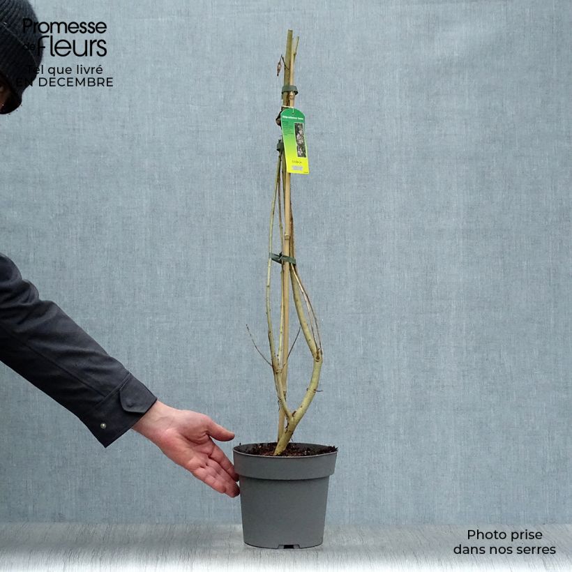 Chitalpa tashkentensis Summer Bells Vaso da 2L/3L esemplare consegnato in inverno