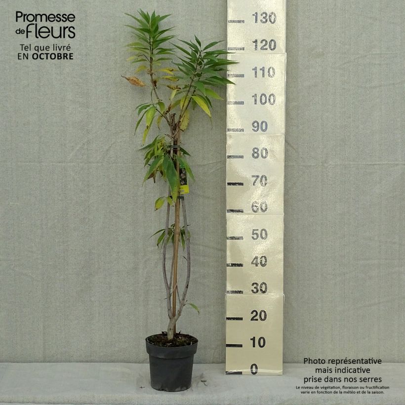 Esemplare di Chitalpa tashkentensis Summer Bells Vaso da 2L/3L come consegnato in autunno