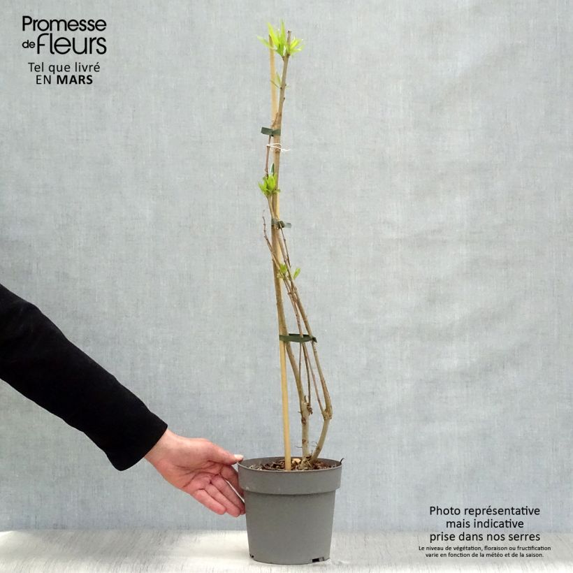 Chitalpa tashkentensis Summer Bells Vaso da 2L/3L esemplare consegnato in primavera