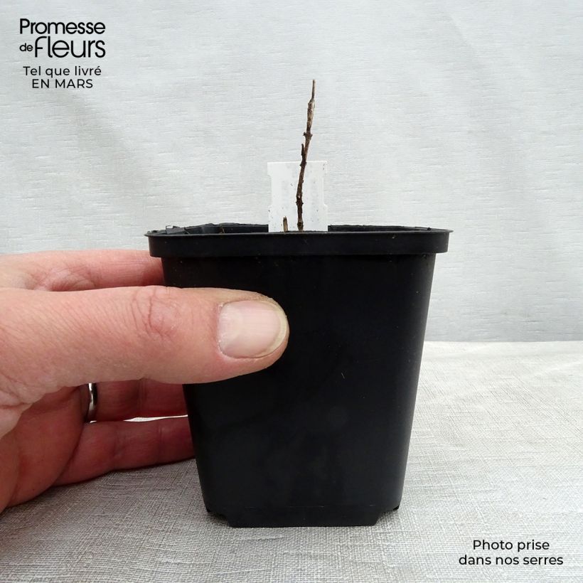 Chloranthus japonicus Vasetto da 8/9 cm esemplare consegnato in primavera