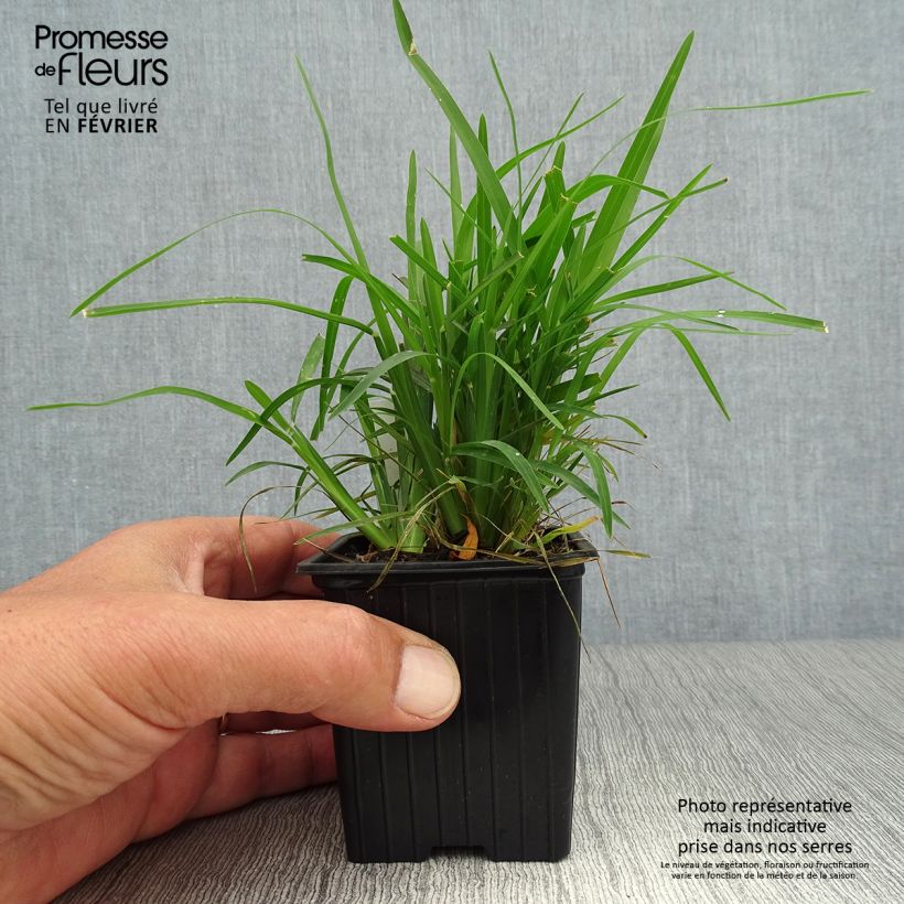 Esemplare di Chloris distichophylla Vasetto da 8/9 cm come consegnato in autunno