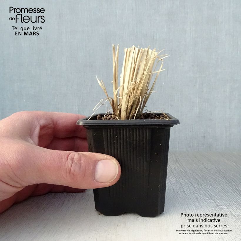 Chloris virgata Vasetto da 8/9 cm esemplare consegnato in primavera