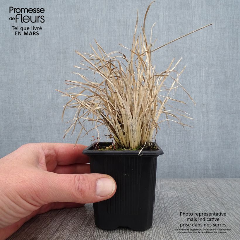 Chloris virgata Vasetto da 8/9 cm esemplare consegnato in inverno