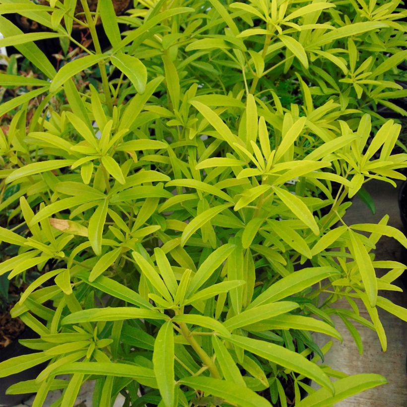 Choisya Aztec Gold - Arancio messicano (Fogliame)