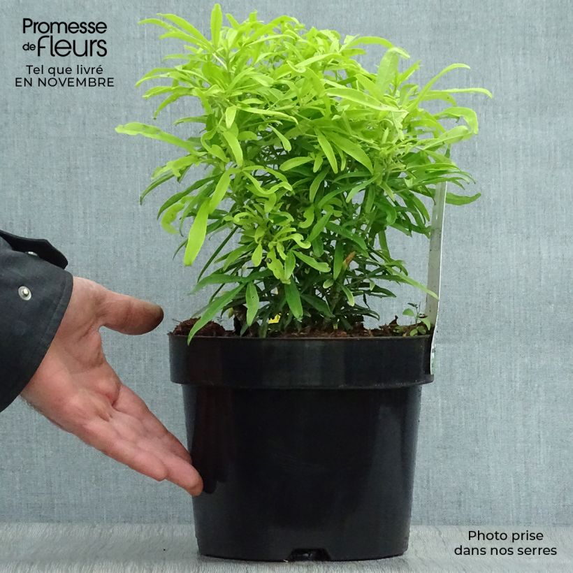Esemplare di Choisya Aztec Gold - Arancio messicano Vaso da 2L/3L come consegnato in autunno