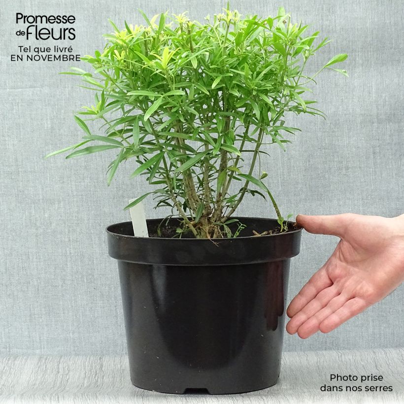 Esemplare di Choisya Aztec Gold - Arancio messicano Vaso da 7,5L/10L come consegnato in autunno