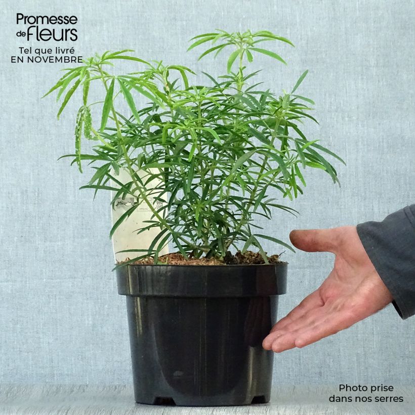 Esemplare di Choisya Aztec Pearl - Arancio messicano Vaso da 2L/3L come consegnato in autunno