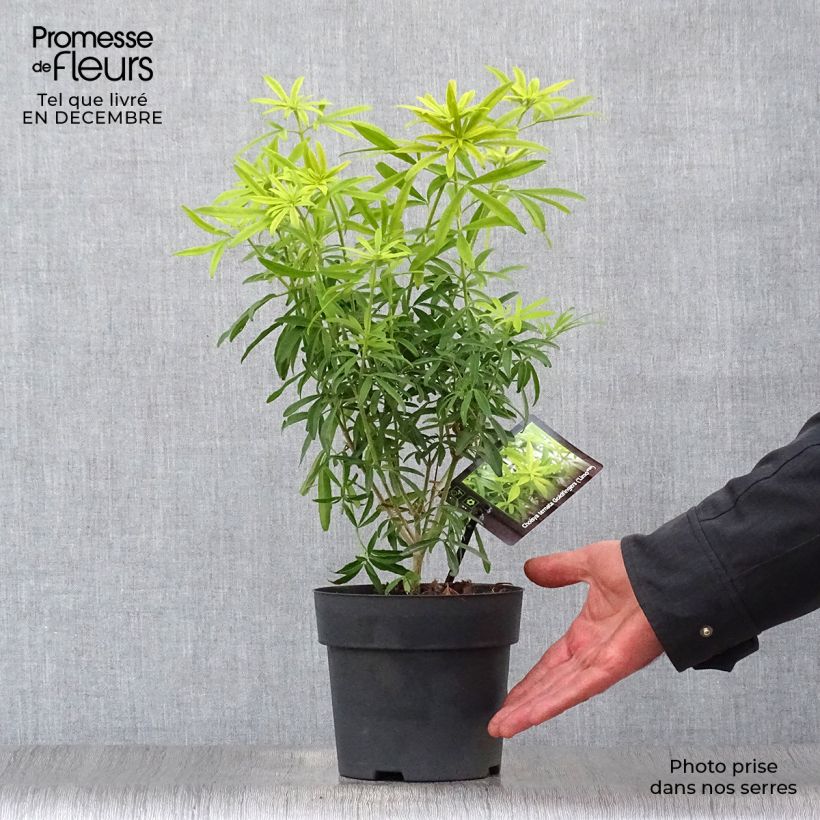 Choisya ternata Goldfinger - Arancio messicano Vaso da 1,5L/2L esemplare consegnato in inverno