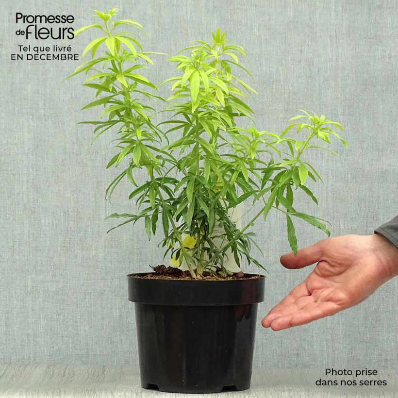 Choisya ternata Goldfinger - Arancio messicano Vaso da 3L/4L esemplare consegnato in inverno