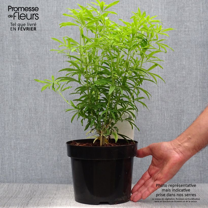 Esemplare di Choisya ternata Goldfinger - Arancio messicano Vaso da 3L/4L come consegnato in autunno