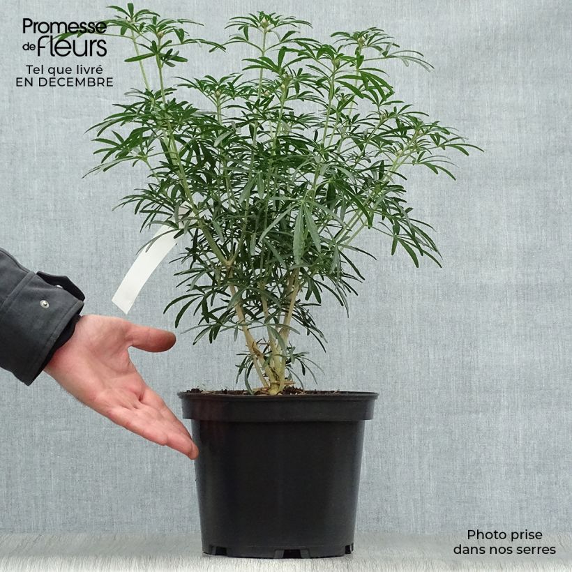 Choisya Scented Gem - Arancio messicano Vaso da 2L/3L esemplare consegnato in inverno