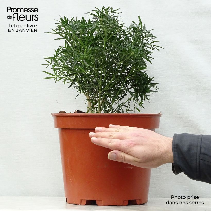 Choisya White Dazzler - Arancio messicano Vaso da 7,5L/10L esemplare consegnato in inverno