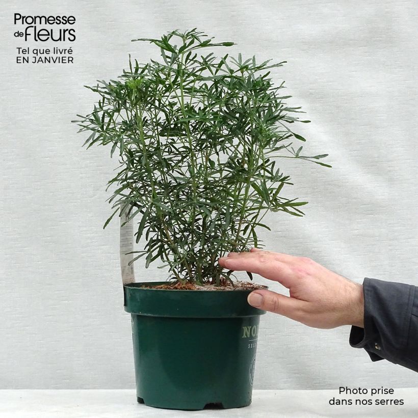 Choisya White Dazzler - Arancio messicano Vaso da 2L/3L esemplare consegnato in inverno