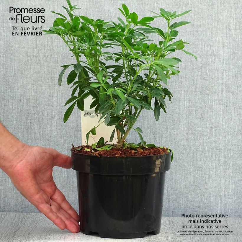 Esemplare di Choisya ternata - Arancio messicano Vaso da 4L/5L come consegnato in autunno