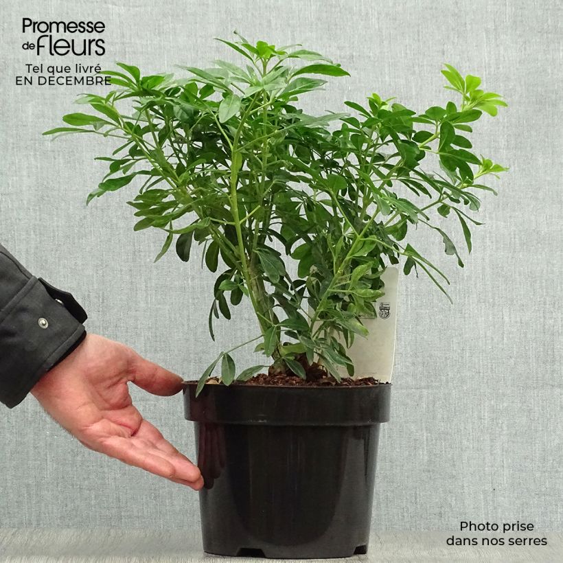 Choisya ternata - Arancio messicano Vaso da 2L/3L esemplare consegnato in inverno