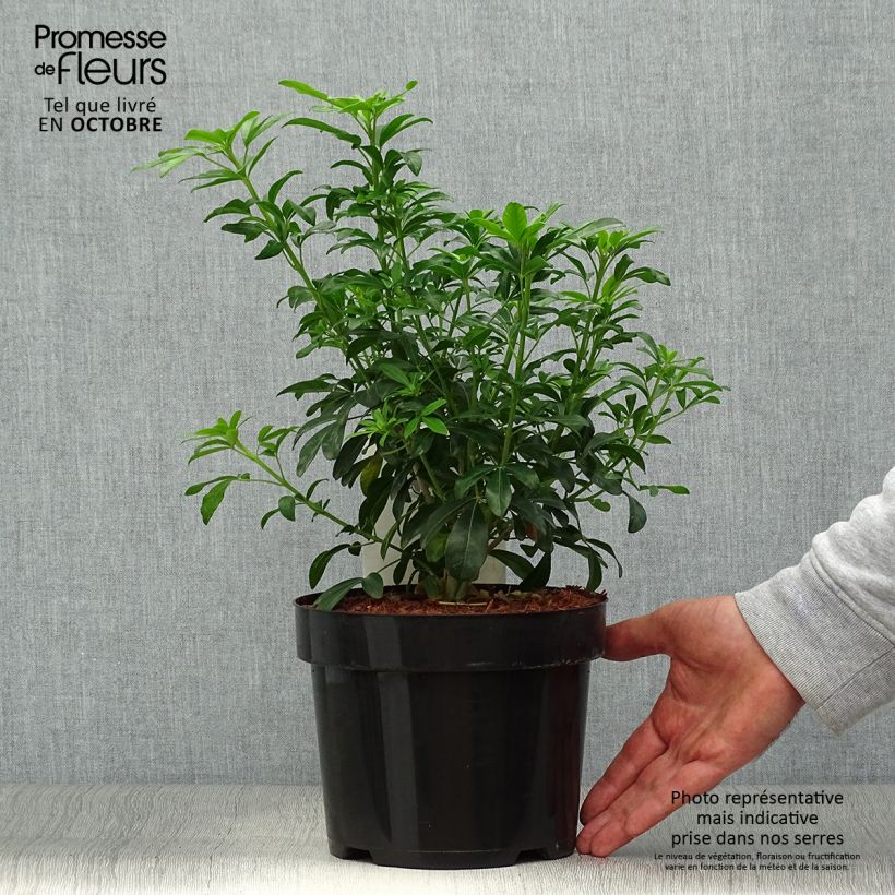 Esemplare di Choisya ternata - Arancio messicano Vaso da 2L/3L come consegnato in autunno