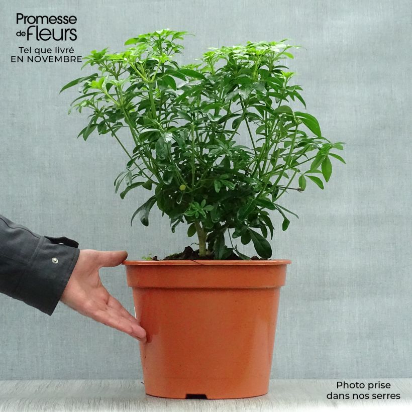 Esemplare di Choisya ternata - Arancio messicano Vaso da 7,5L/10L come consegnato in autunno