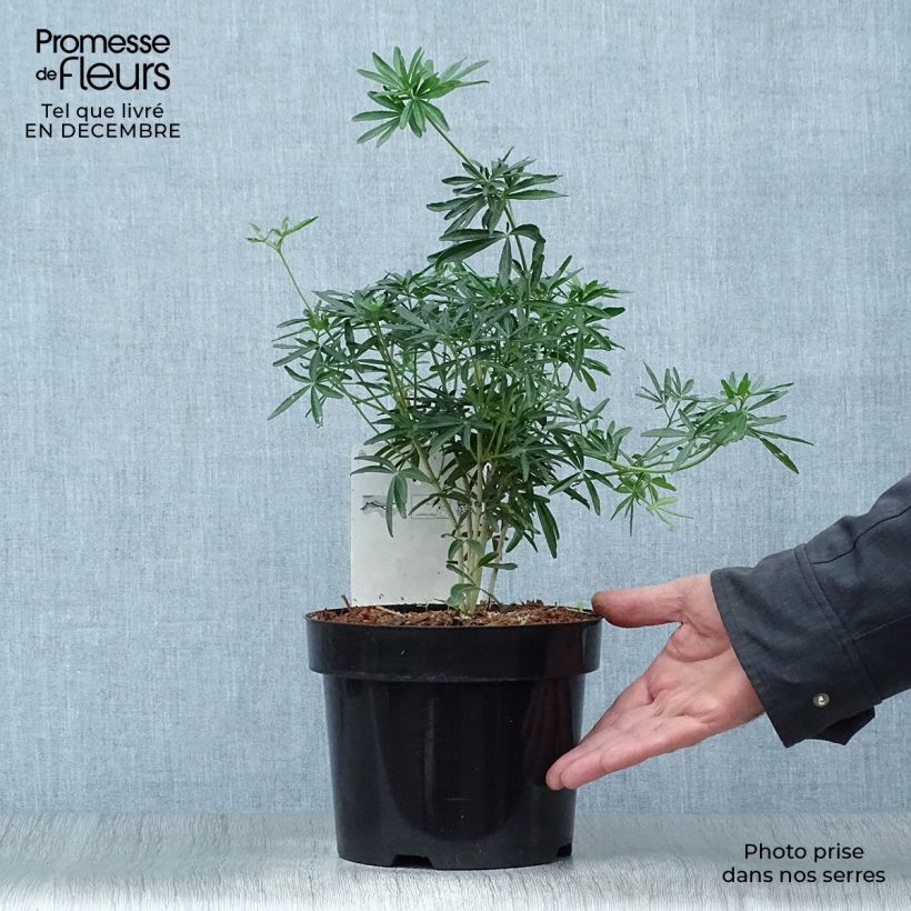 Choisya ternata Snow Flurries - Arancio messicano Vaso da 2L/3L esemplare consegnato in inverno