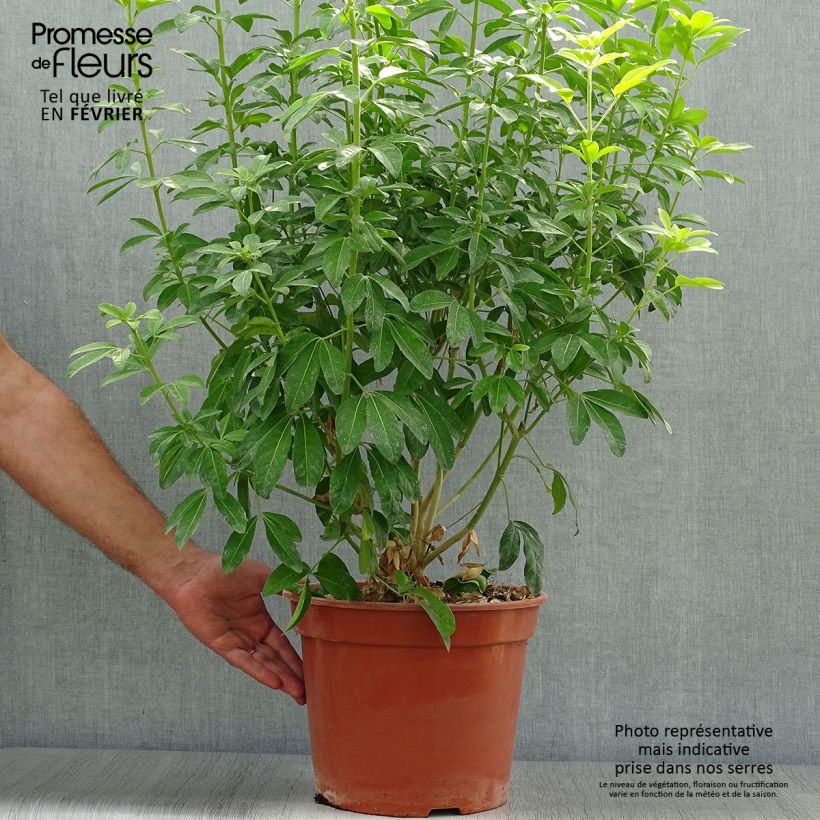 Esemplare di Choisya ternata Sundance - Arancio messicano Vaso da 7,5L/10L come consegnato in autunno