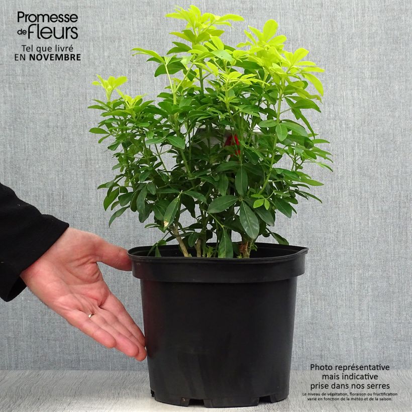 Esemplare di Choisya ternata Sundance - Arancio messicano Vaso da 4L/5L come consegnato in autunno