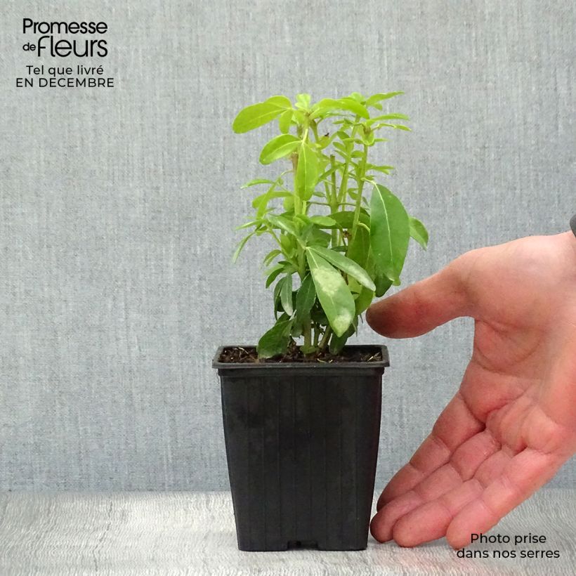 Choisya ternata - Arancio messicano Vasetto da 8/9 cm esemplare consegnato in inverno