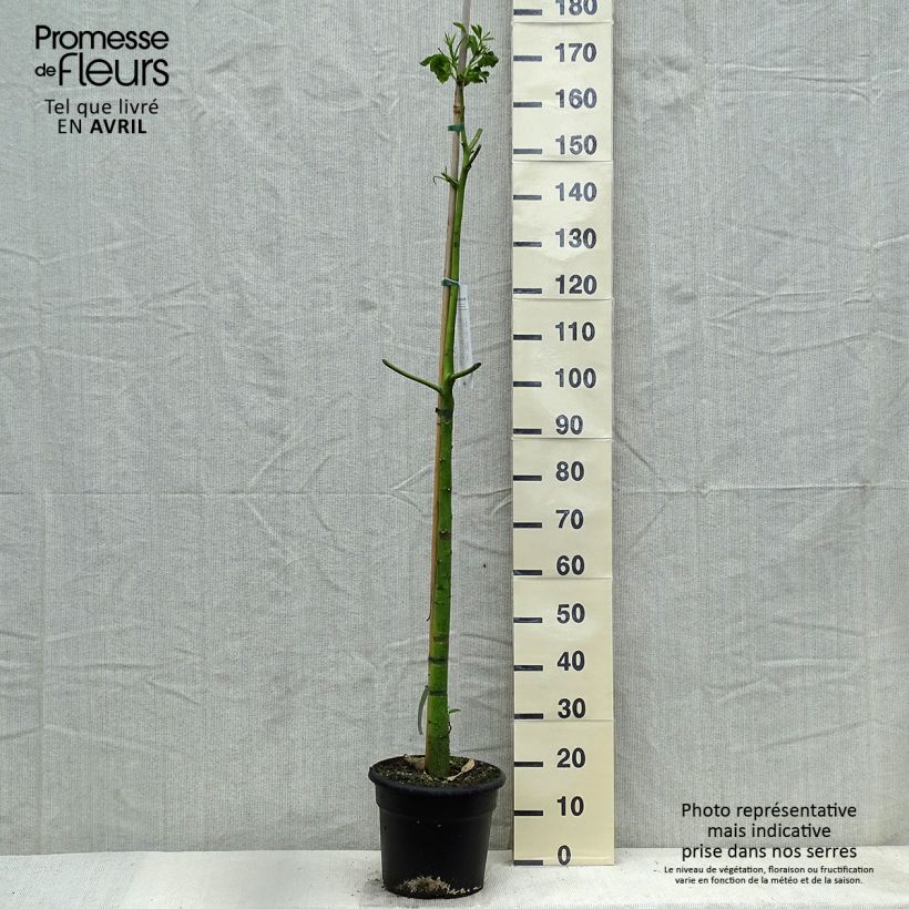 Ceiba speciosa Vaso da 7,5L/10L esemplare consegnato in primavera