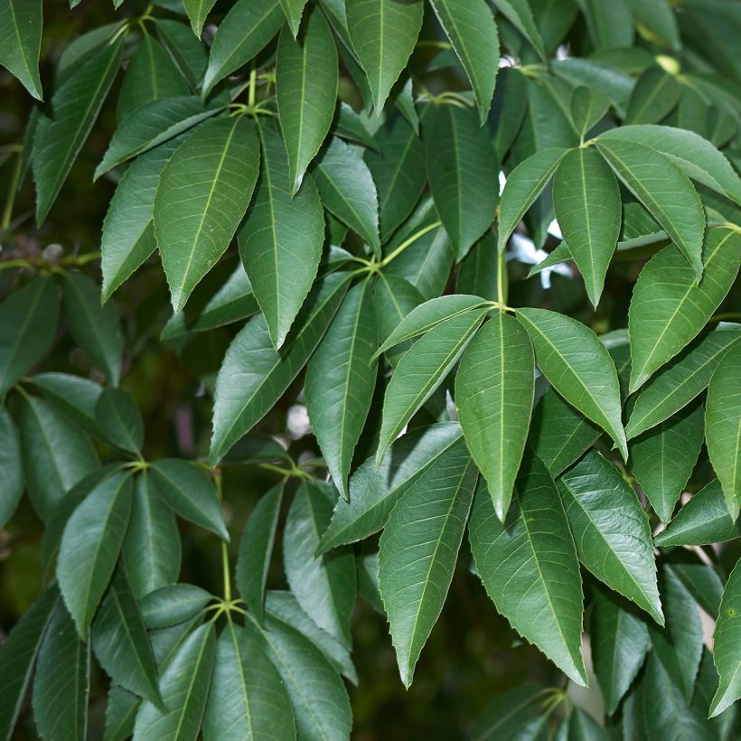 Ceiba speciosa (Fogliame)