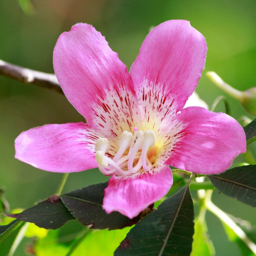 Ceiba speciosa (Fioritura)