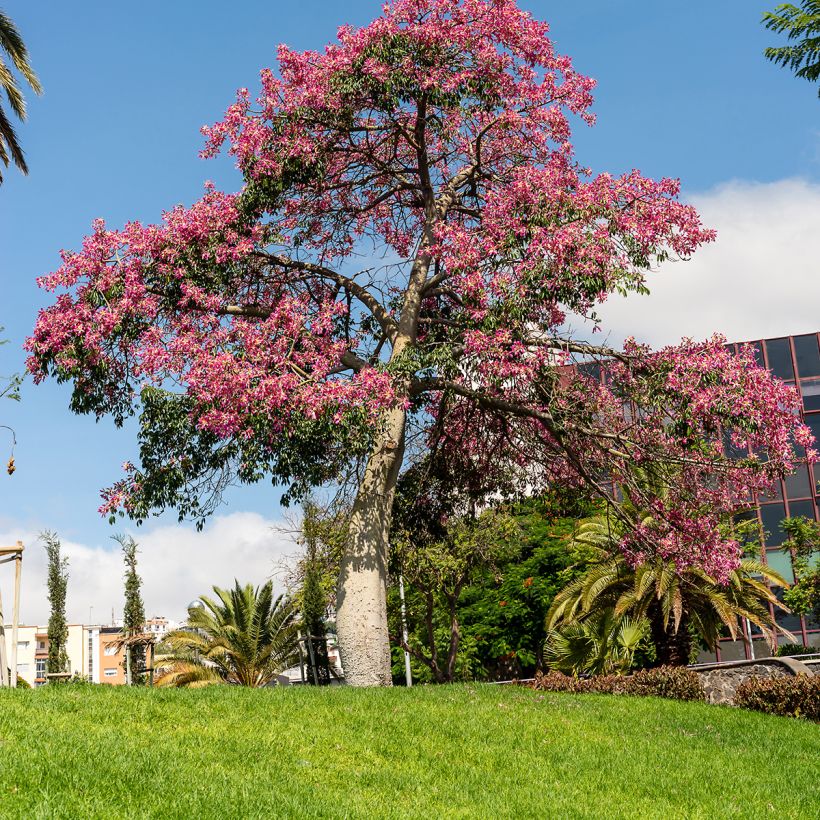 Ceiba speciosa (Porto)