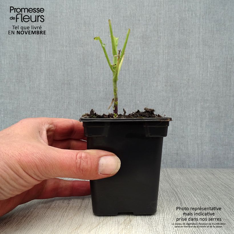 Esemplare di Cavolo perenne Daubenton BIO Vasetto da 7/8 cm come consegnato in autunno