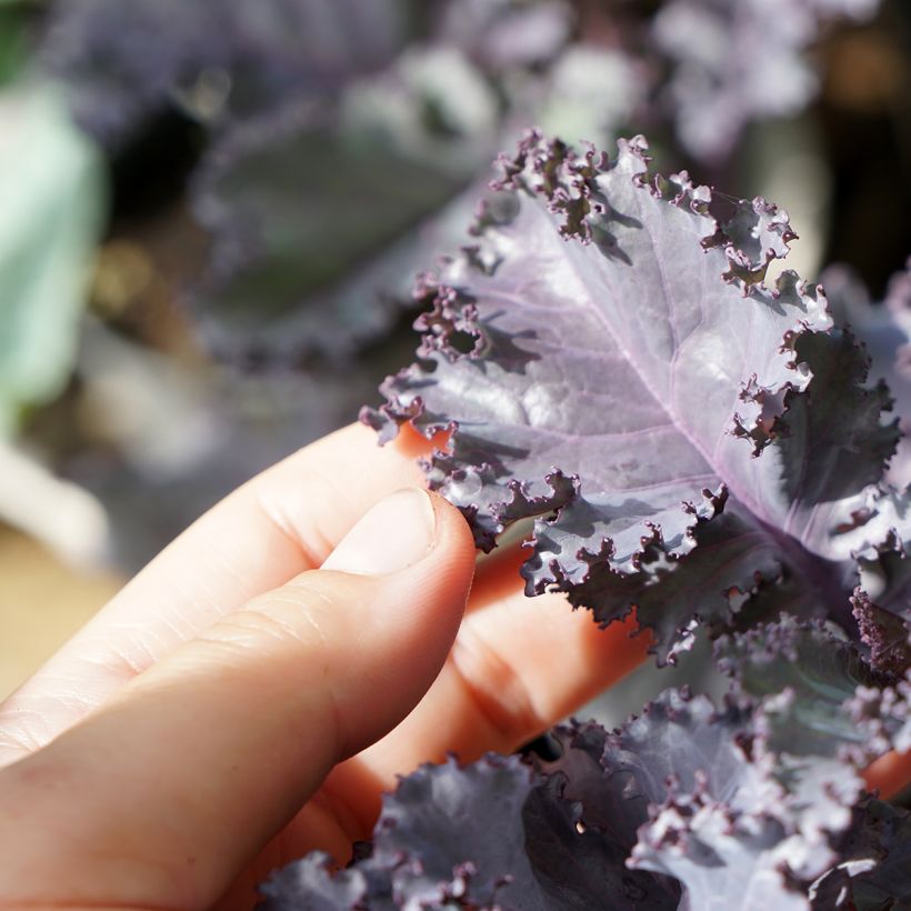 Cavolo riccio Scarlet Kale (Fogliame)