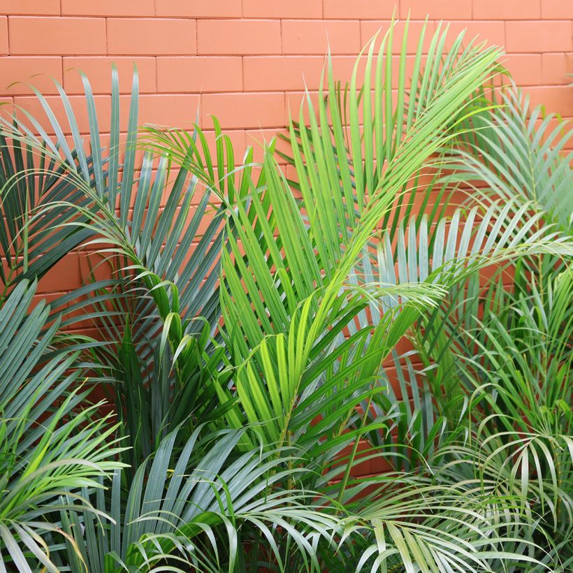 Areca - Chrysalidocarpus lutescens (Fogliame)