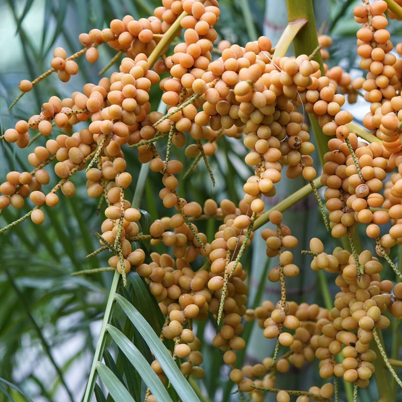 Areca - Chrysalidocarpus lutescens (Raccolta)