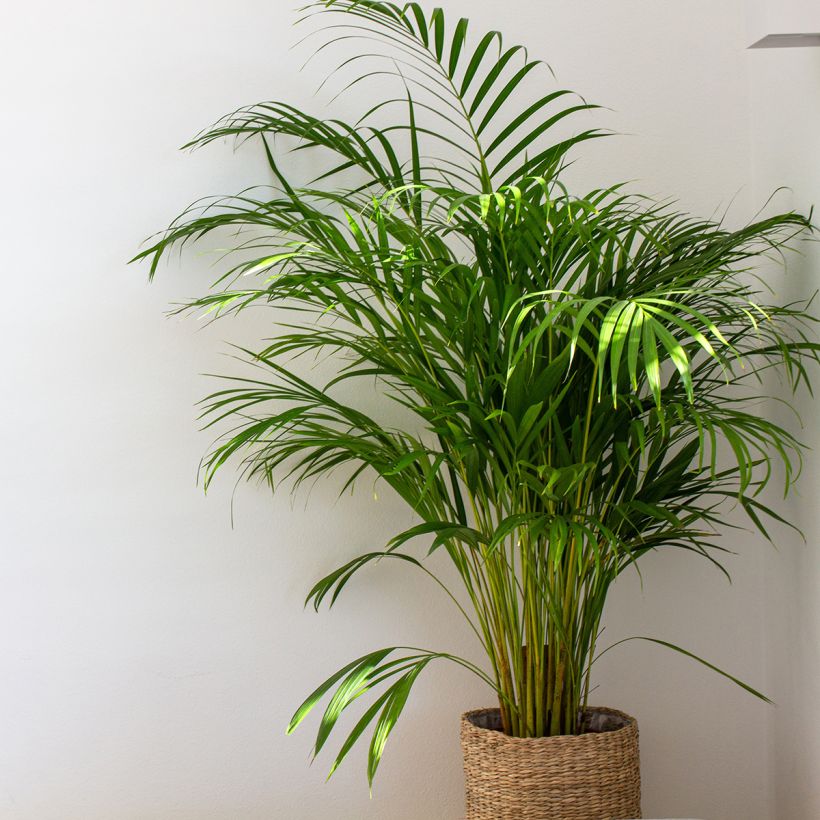 Areca - Chrysalidocarpus lutescens (Porto)