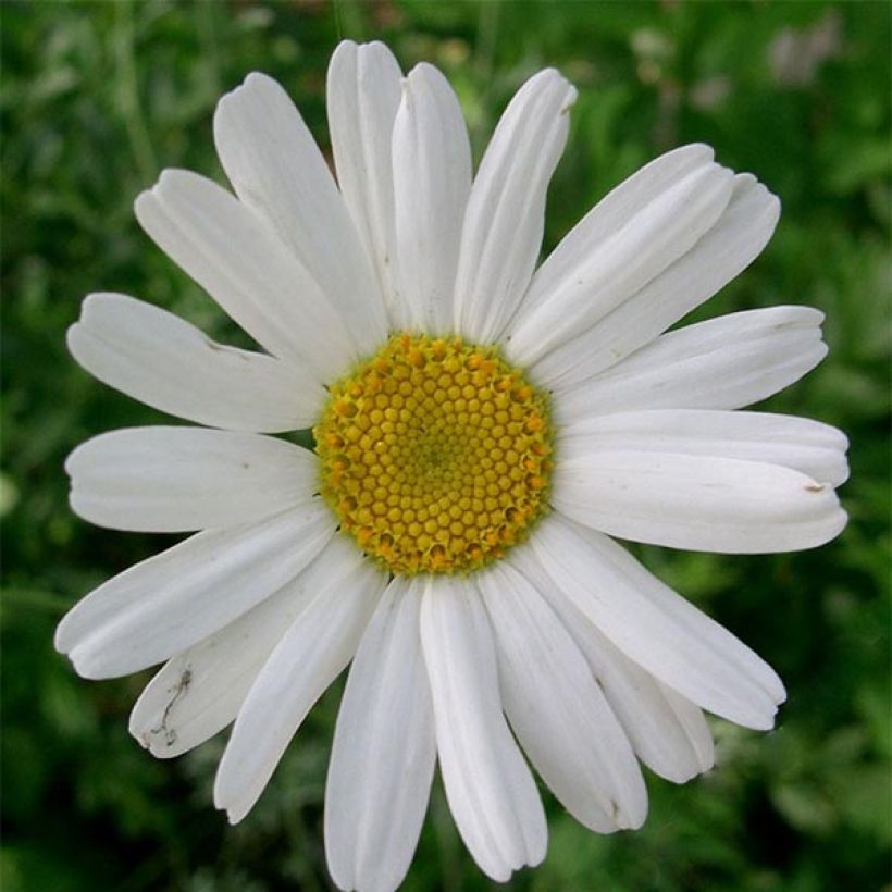 Chrysanthemum cinerariifolium - Piretro della Dalmazia (Fioritura)