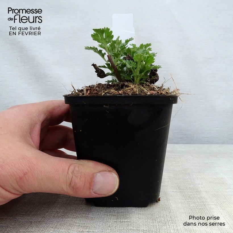 Chrysanthemum indicum Cedie Mason - Crisantemo Vasetto da 8/9 cm esemplare consegnato in inverno