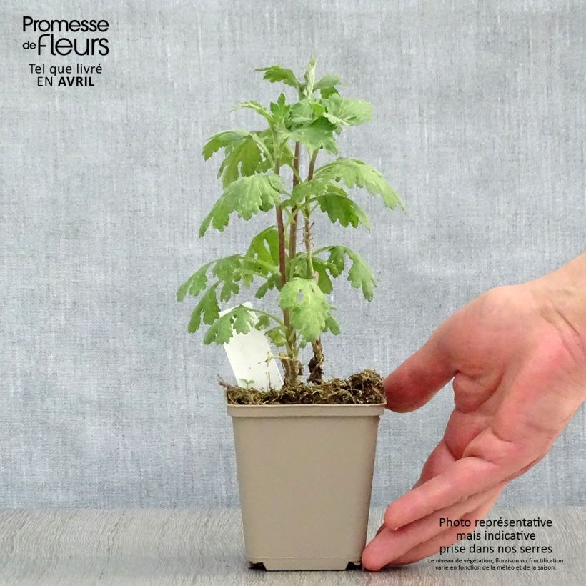 Chrysanthemum indicum Cedie Mason - Crisantemo Vasetto da 8/9 cm esemplare consegnato in primavera
