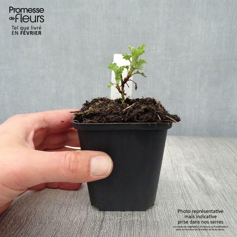 Chrysanthemum Citronella - Crisantemo Vasetto da 8/9 cm esemplare consegnato in inverno