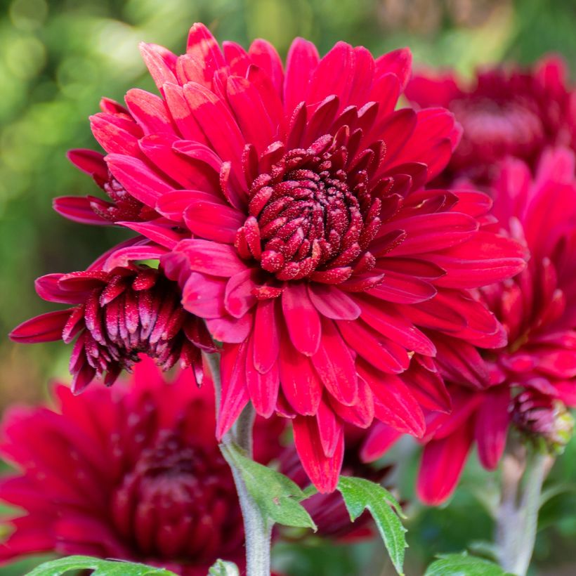 Chrysanthemum Herbstrubin - Crisantemo (Fioritura)