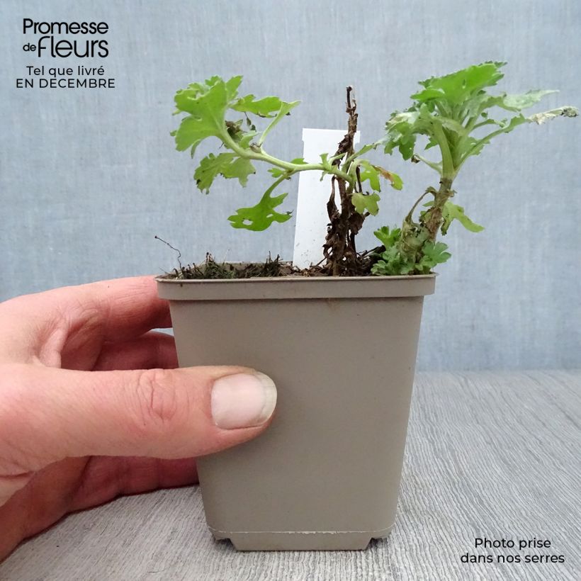 Chrysanthemum indicum Julia - Crisantemo Vasetto da 8/9 cm esemplare consegnato in inverno