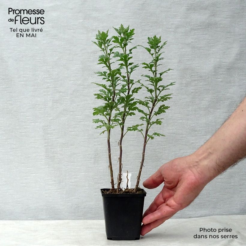 Chrysanthemum indicum Julia - Crisantemo Vasetto da 8/9 cm esemplare consegnato in primavera