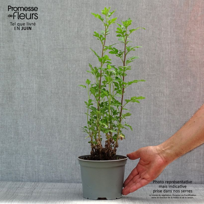 Chrysanthemum indicum Julia - Crisantemo Vaso da 2L/3L esemplare consegnato in primavera