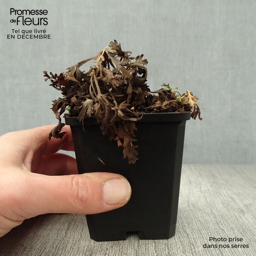 Chrysanthemum rubellum Clara Curtis - Crisantemo Vasetto da 8/9 cm esemplare consegnato in inverno