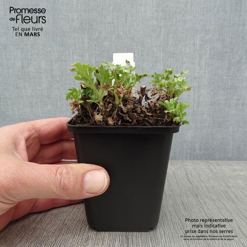 Chrysanthemum rubellum Dernier Soleil - Crisantemo Vasetto da 8/9 cm esemplare consegnato in inverno