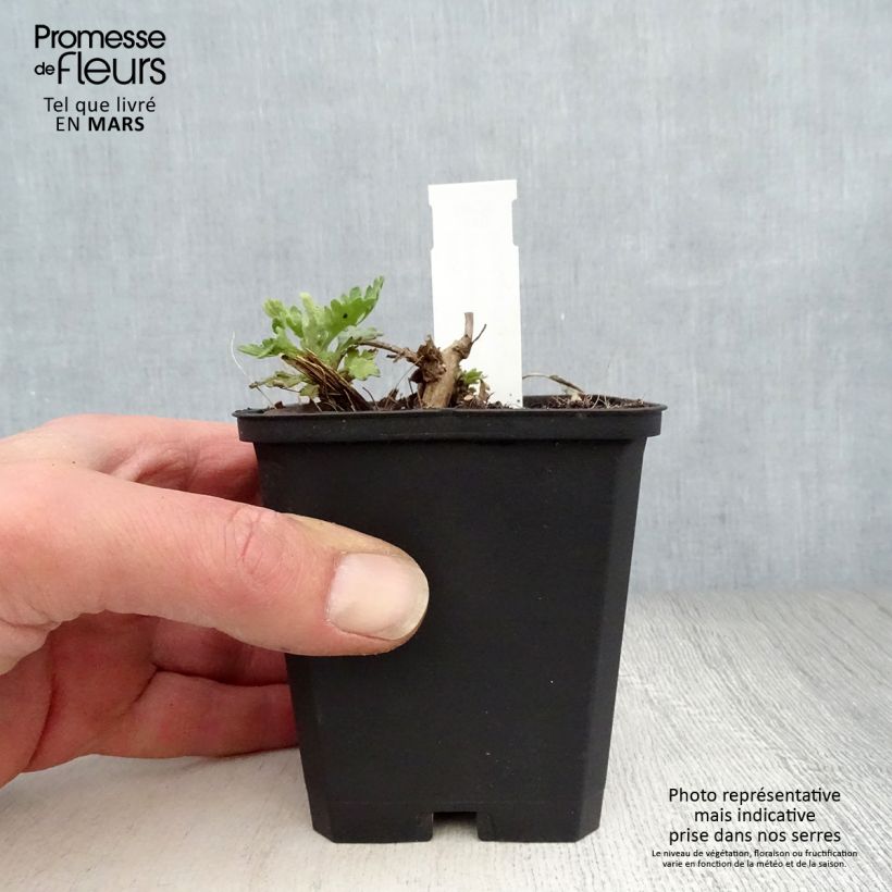 Chrysanthemum rubellum Dernier Soleil - Crisantemo Vasetto da 8/9 cm esemplare consegnato in primavera