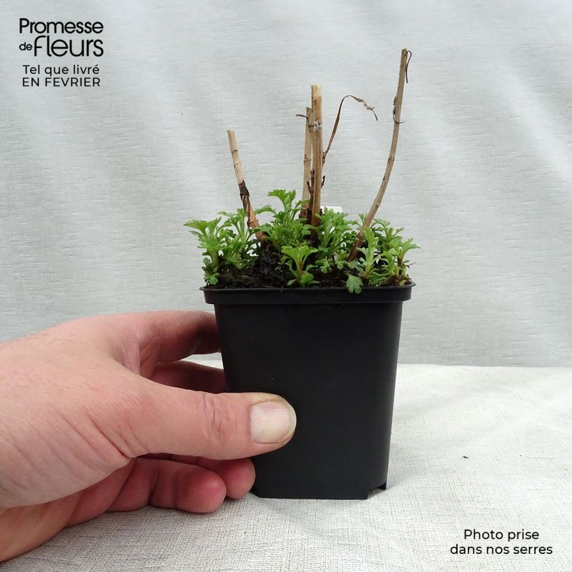 Chrysanthemum rubellum Duchess of Edimburgh - Crisantemo Vasetto da 8/9 cm esemplare consegnato in inverno