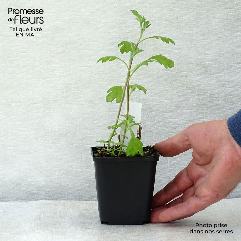 Chrysanthemum rubellum Duchess of Edimburgh - Crisantemo Vasetto da 8/9 cm esemplare consegnato in primavera