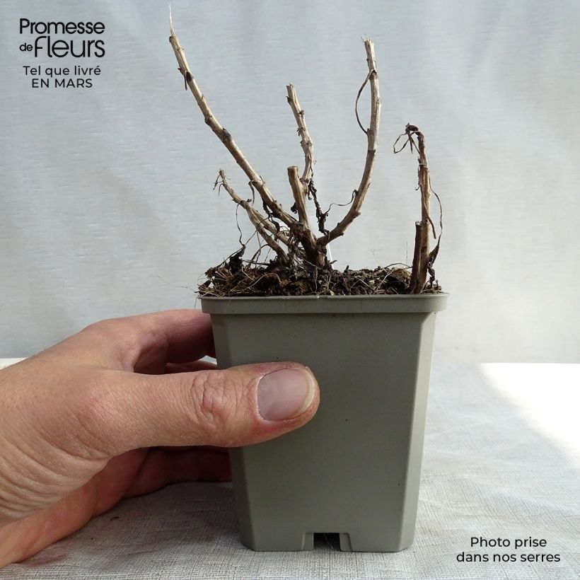 Chrysanthemum rubellum Mary Stoker - Crisantemo Vasetto da 8/9 cm esemplare consegnato in inverno