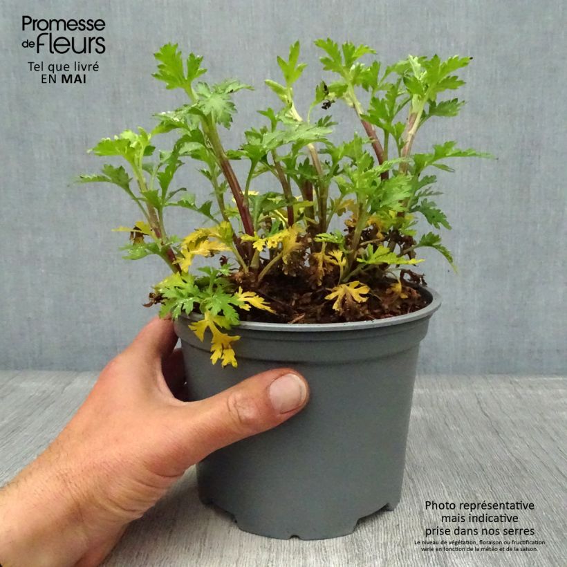 Chrysanthemum rubellum Dernier Soleil - Crisantemo Vaso da 2L/3L esemplare consegnato in primavera