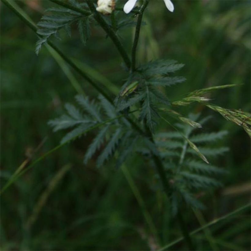 Tanacetum corymbosum - Erba-amara dei boschi (Fogliame)